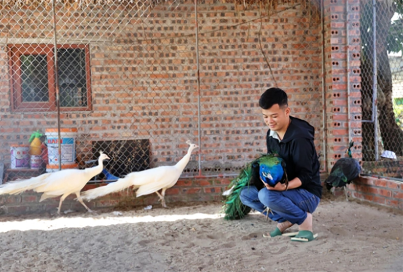 Nuôi chim công Ấn Độ: Làm giàu không khó | VTC16 - YouTube