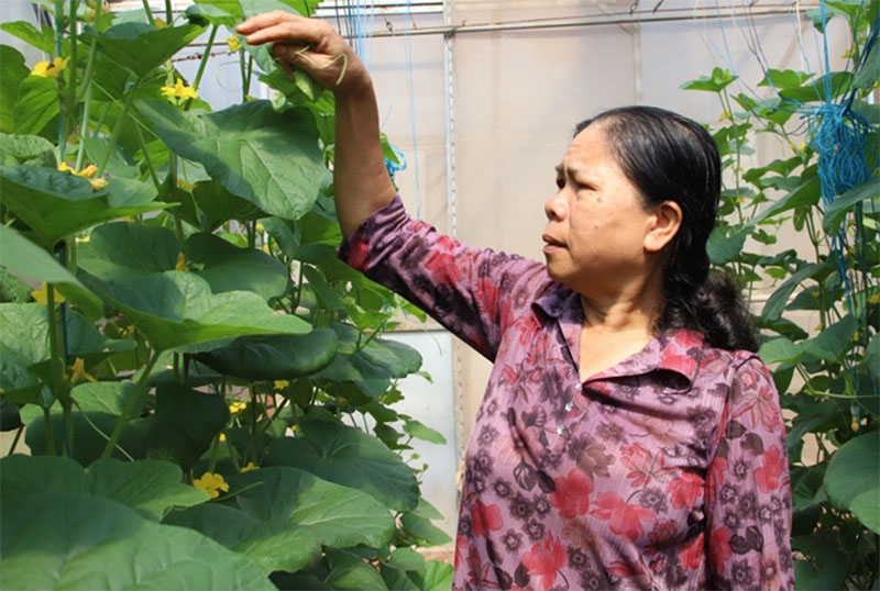Chị Nguyễn Thị Kim Thúy chăm sóc vườn dưa lưới