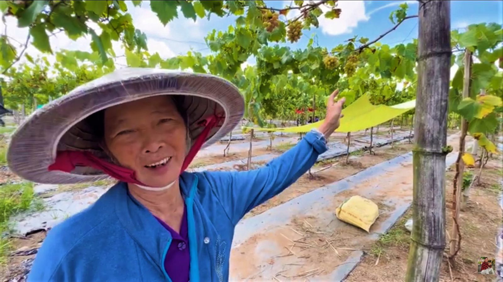Bà Lê Thị Lánh, chủ vườn nho móng tay rộng hơn 2.000 m2; Ảnh Duy Tân