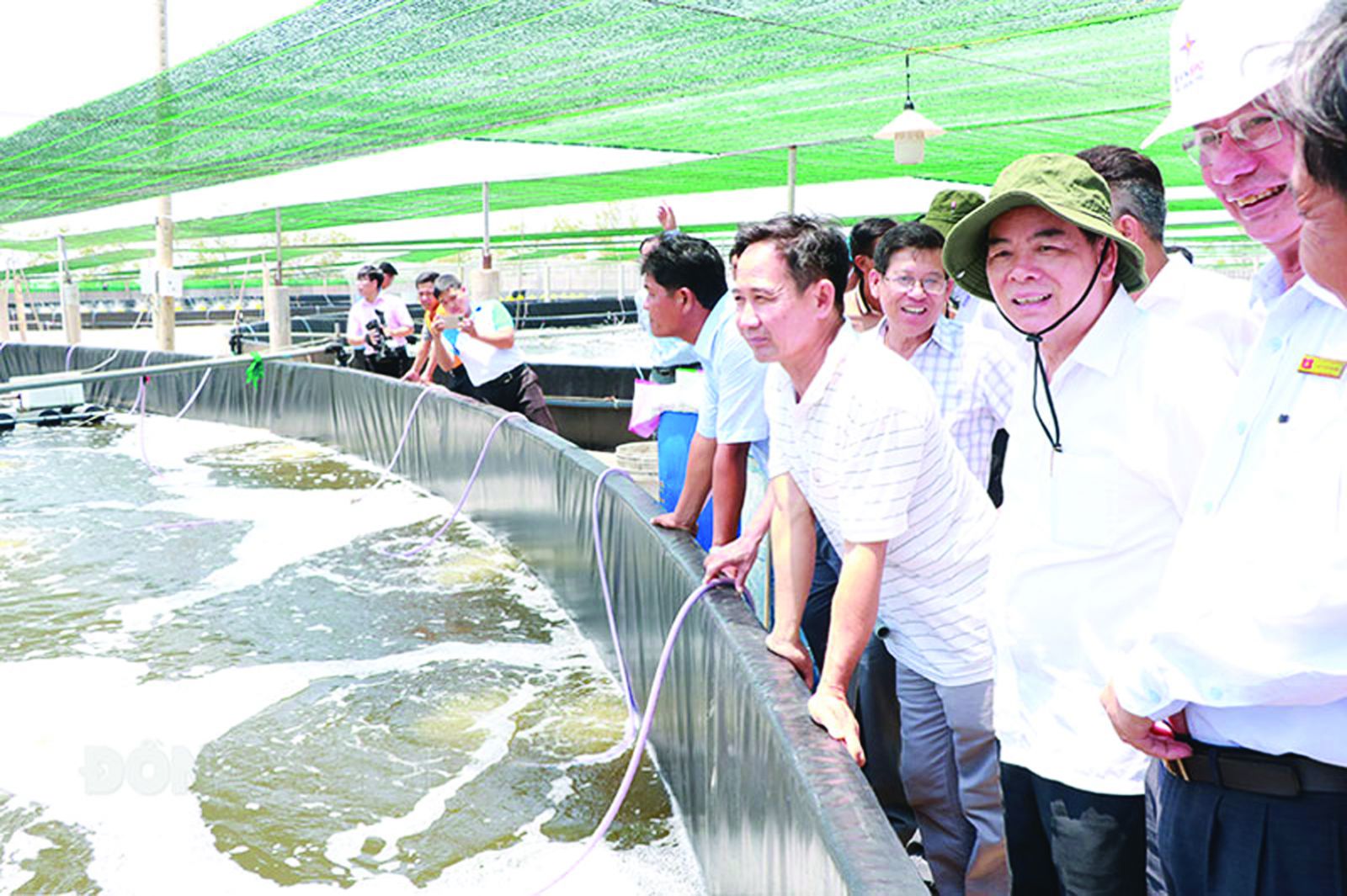  Đoàn công tác UBND tỉnh Bến Tre khảo sát mô hình nuôi tôm công nghệ cao tại cơ sở Bảy An, xã An Điền, huyện Thạnh Phú. 