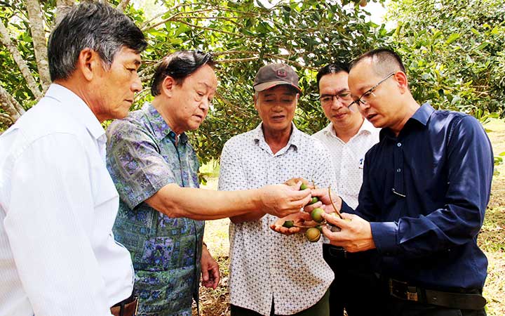 Chuyên gia kỹ thuật của Hiệp hội mắc ca Việt Nam tư vấn về chế độ dinh dưỡng để hạt quả mắc ca đạt chất lượng tốt nhất.