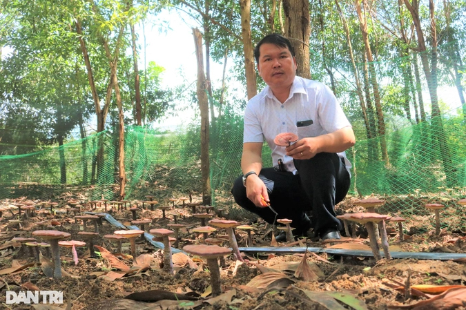 Anh Nguyễn Công Hiệu và bạn bè trong cùng hợp tác xã tận dụng diện tích rừng keo sẵn có để trồng nấm linh chi.