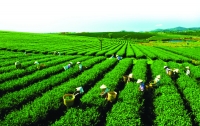 Lào Cai: OCOP “đánh thức” tiềm năng nông sản vùng cao