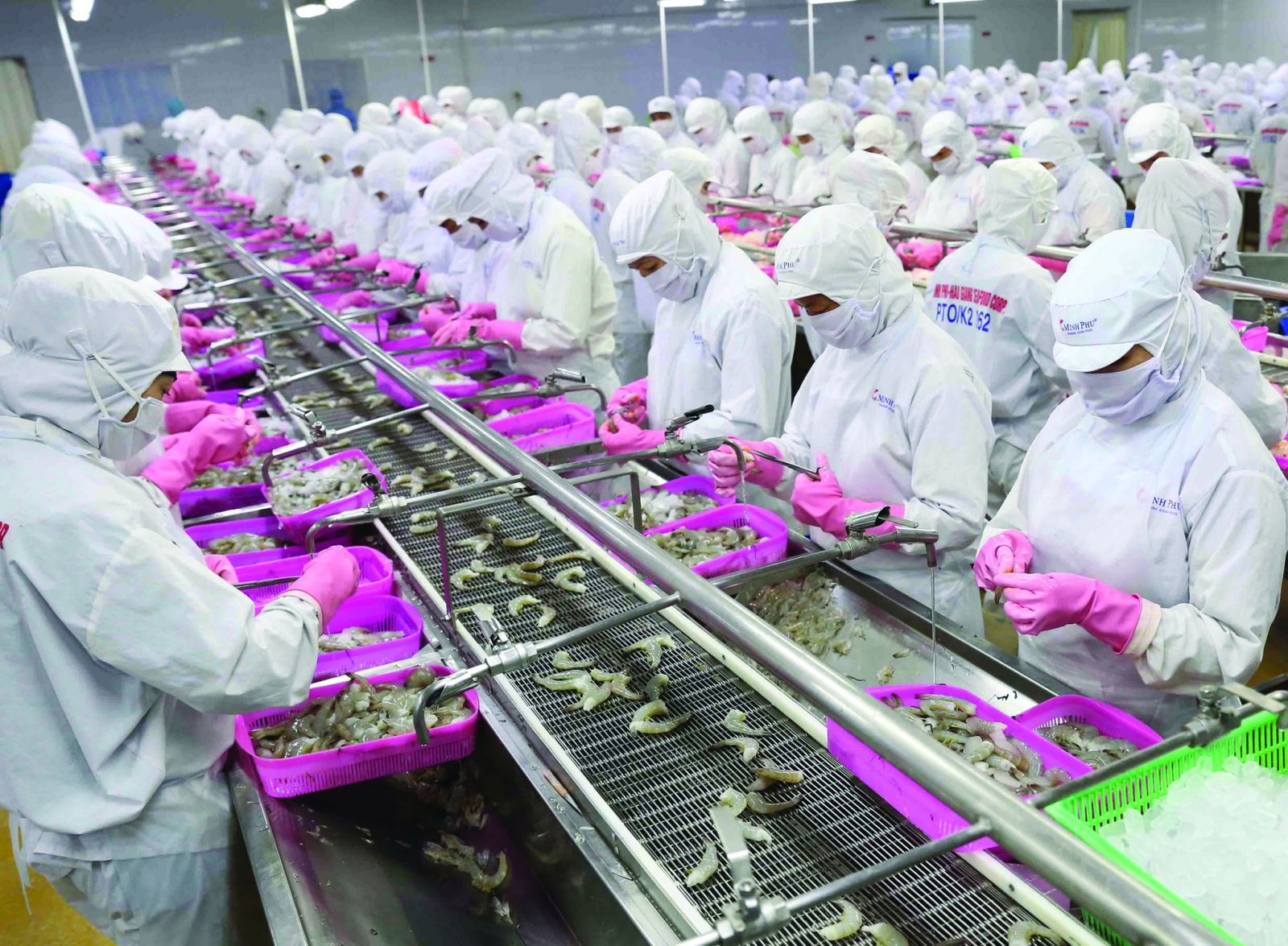 Chế biến sản phẩm tôm xuất khẩu tại nhà máy của Tập đoàn Thủy sản Minh Phú tỉnh Cà Mau. (Ảnh: TTX)