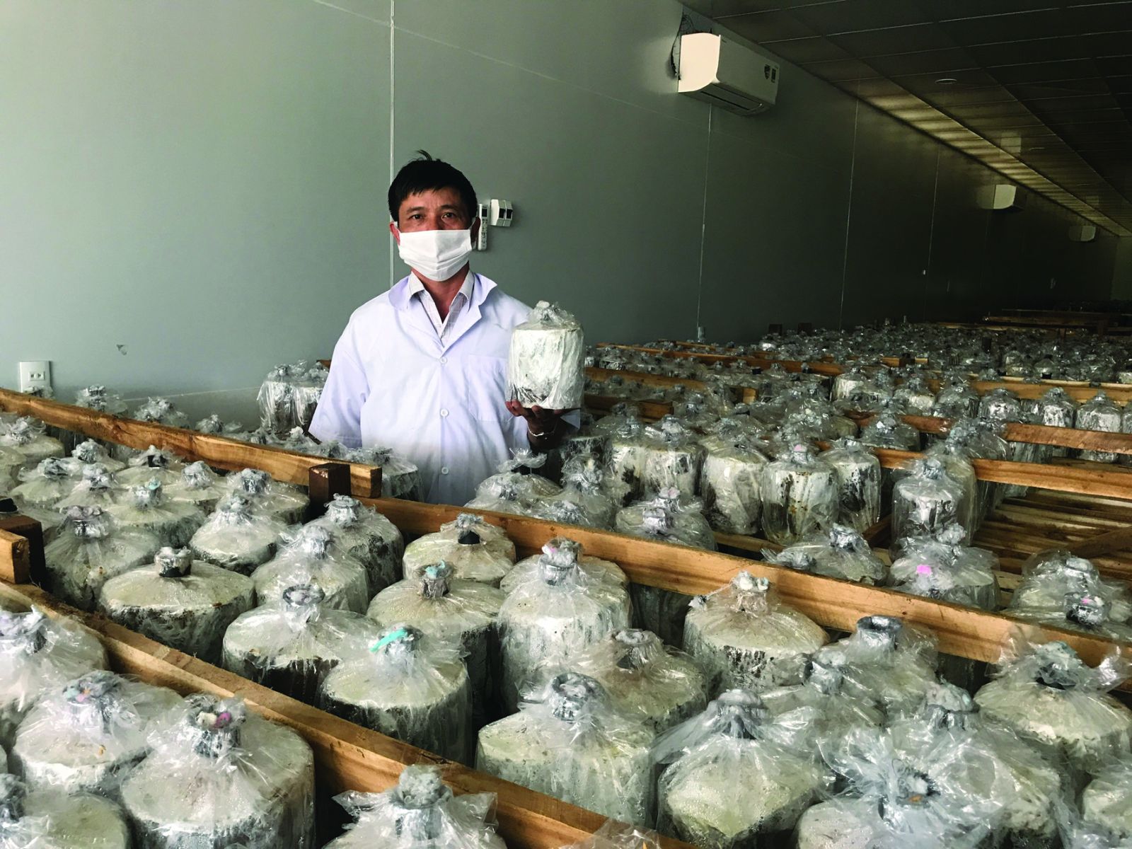  Phòng nuôi cấy mô nấm linh chi đỏ của Công ty TNHH lâm nông nghiệp vi sinh Vos Five A. Ảnh: Nguyễn Diệp