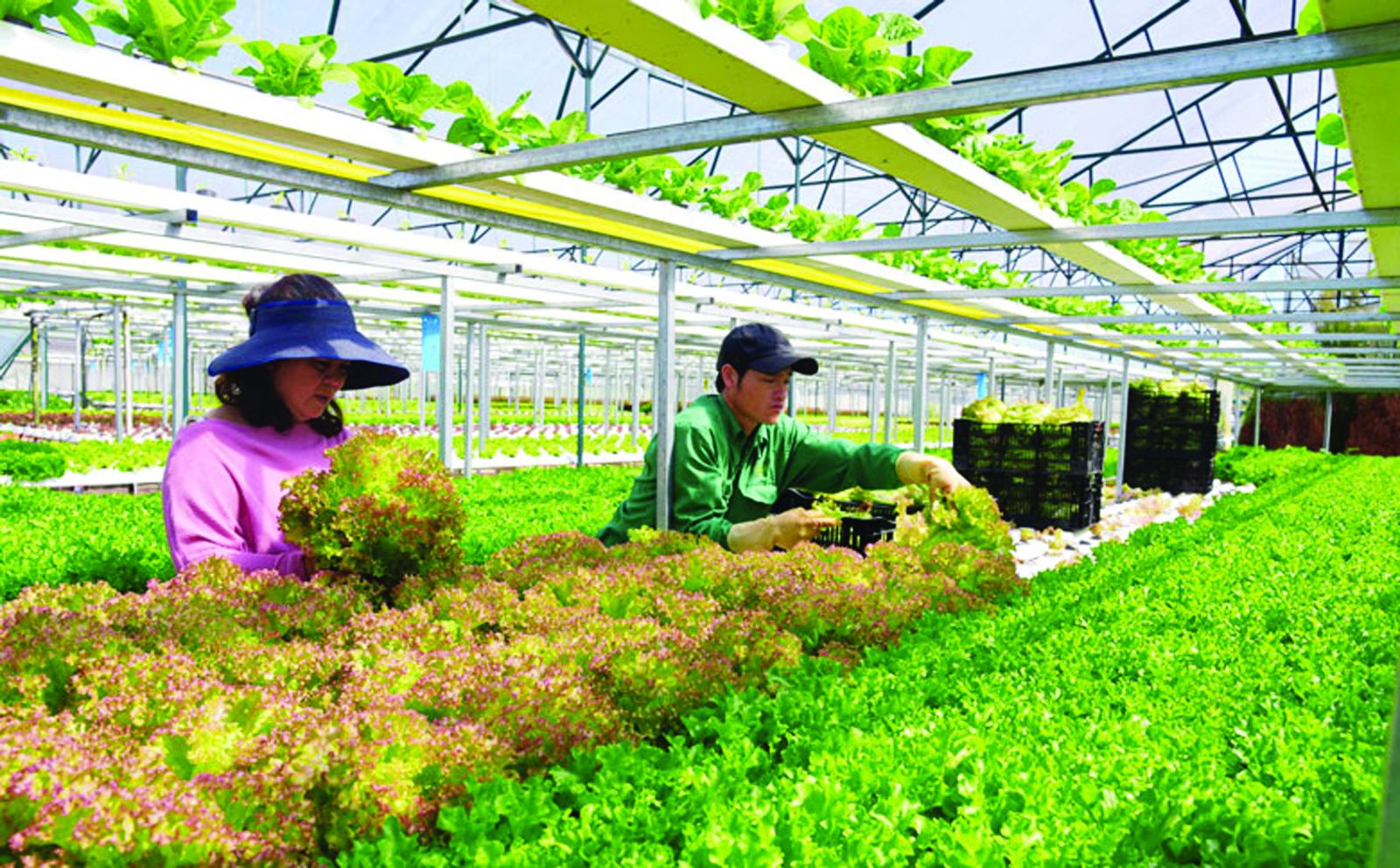  Sản xuất nông nghiệp công nghệ cao ở Đà Lạt.