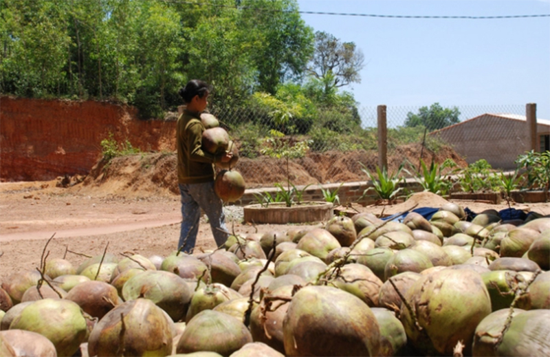 Nửa thế kỷ nay, các chủ vườn dừa ở Bình Định chỉ biết hái quả chứ không đầu tư cho cây dừa. Ảnh: Lê Khánh.