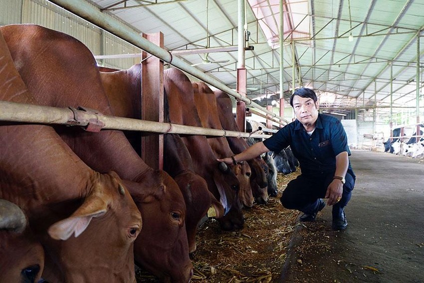 Mô hình chăn nuôi bò thương phẩm của nông dân xuất sắc Trần Văn Thắng. Ảnh: MINH NGỌC
