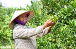 Trồng cây ăn quả sạch, nữ nông dân kiếm hơn nửa tỷ đồng mỗi năm