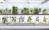  Startup Neoplants phát minh ra loại cây trồng làm máy lọc không khí