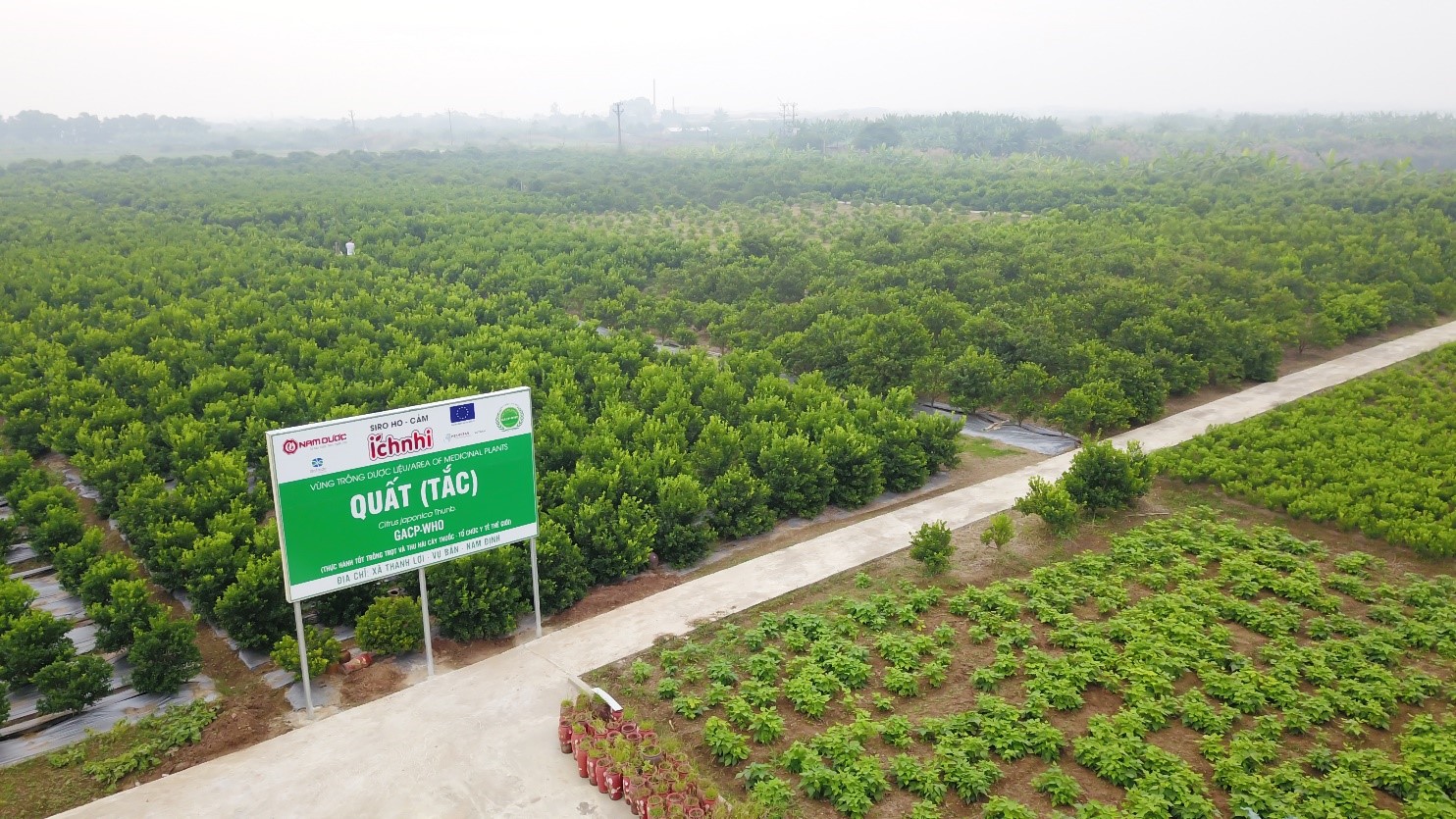 Vùng trồng dược liệu quất đạt tiêu chuẩn GACP-WHO của Công ty Cổ phần Nam Dược tại Nam Định
