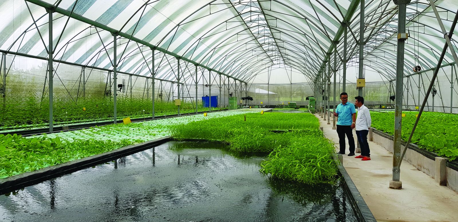  Mô hình Aquaponics –nuôi thủy sản kết hợp trồng rau thủy canh trong nhà kính của Công ty TNHH Nông sản Đồng Tháp AQUA.
