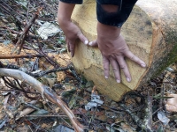 Nhiều gỗ rừng bị đốn hạ vô tội vạ ở Nghệ An (Kỳ III): Vẫn loay hoay trong “vòng quay” xử lý