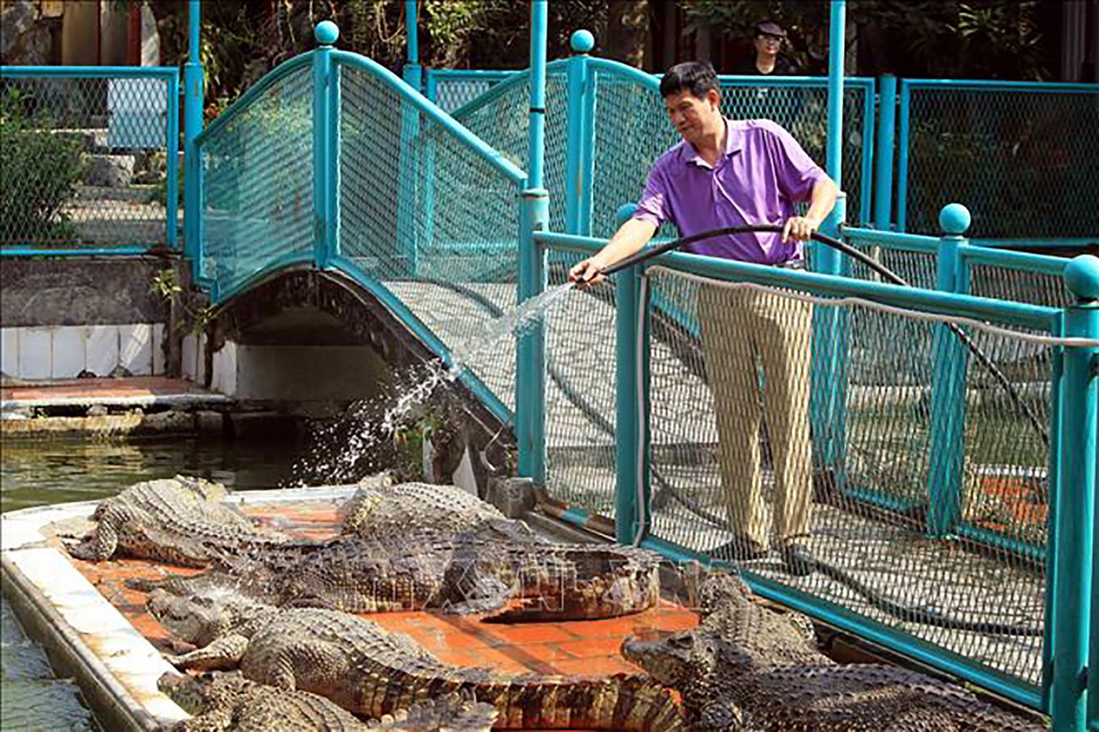  Với doanh nhân Cao Văn Tuấn, việc kinh doanh cá sấu là để thỏa mãn đam mê trên nền tảng hình tượng văn hóa và kiếm tiền để không phải nghĩ đến khi sưu tầm và lưu giữ món đồ.. 