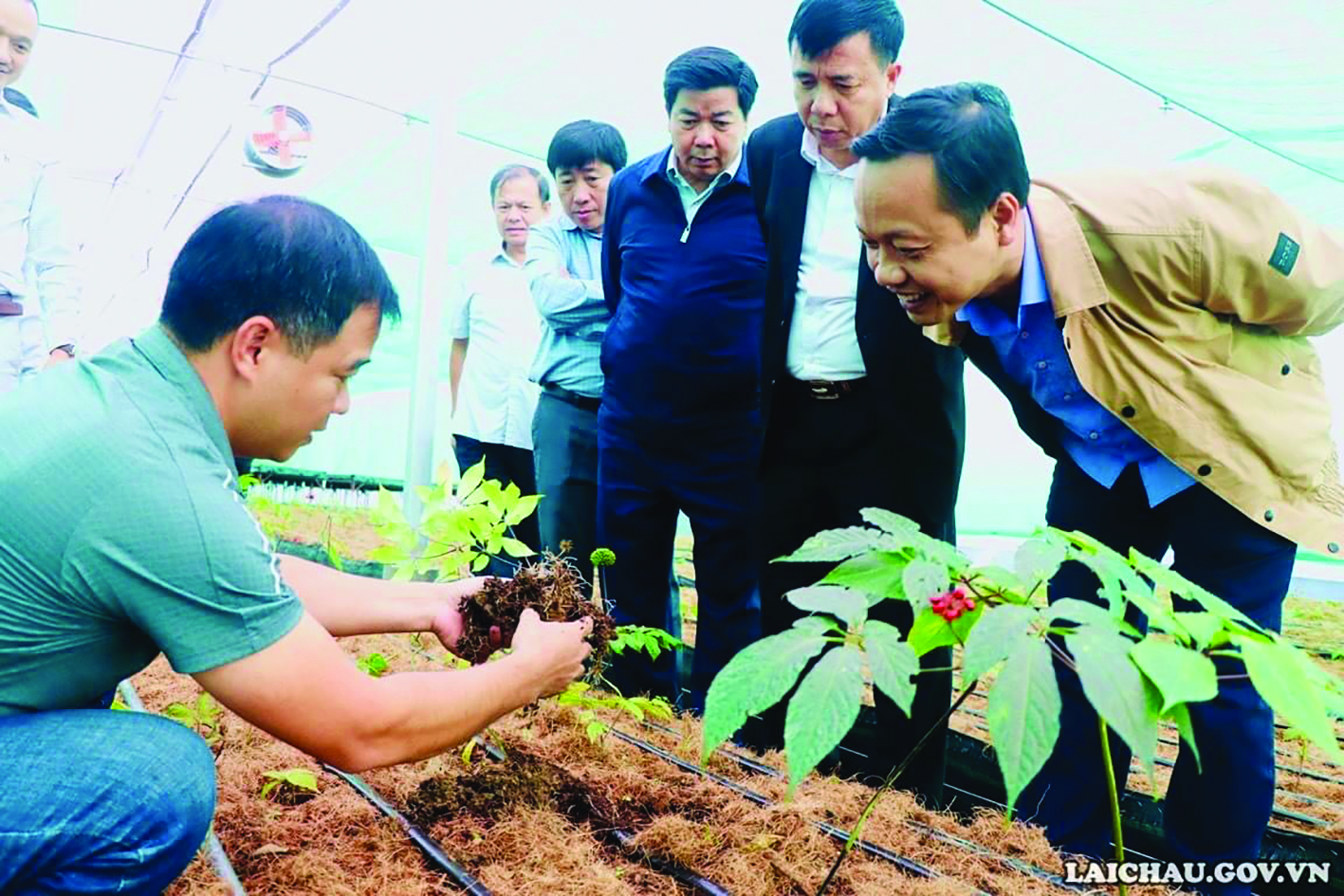  Lãnh đạo tỉnh Lai Châu thăm mô hình trồng sâm Lai Châu