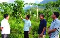 Huyện Tam Đường (Lai Châu): Phát triển ngành nông nghiệp hàng hóa chất lượng cao