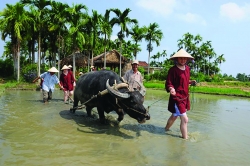 Du lịch nông nghiệp, nông thôn Quảng Nam (Kỳ I): Nhiều điểm nghẽn