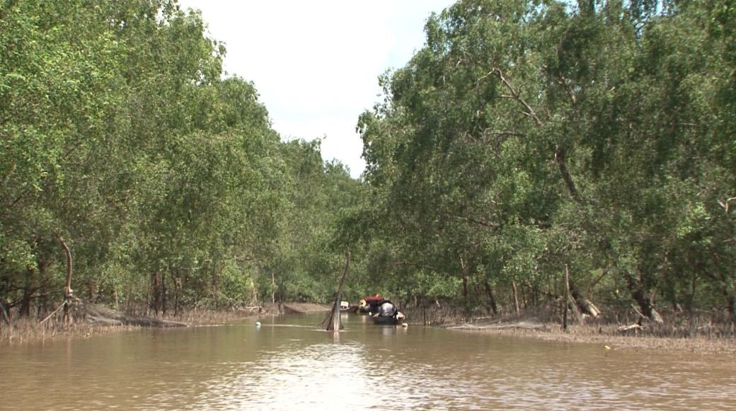 Cù Lao Dung dự kiến mở rộng diện tích nuôi thuỷ sản dưới tán rừng ngập mặn 