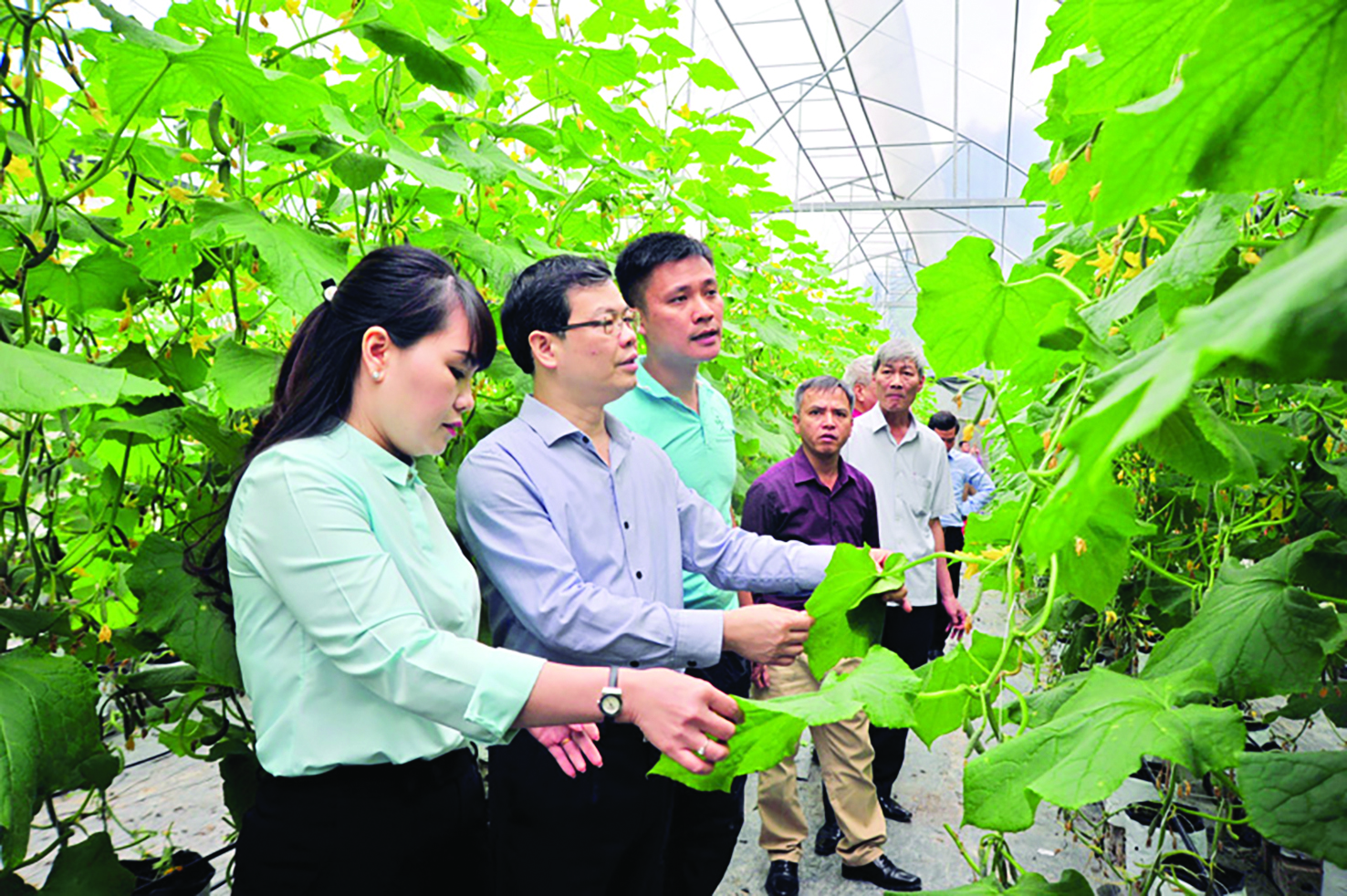  Lãnh đạo huyện Sơn Dương giới thiệu với lãnh đạo tỉnh về trang trại sản xuất nông nghiệp công nghệ cao của Công ty TNHH MTV Sơn Dương Green farm, xã Kháng Nhật.