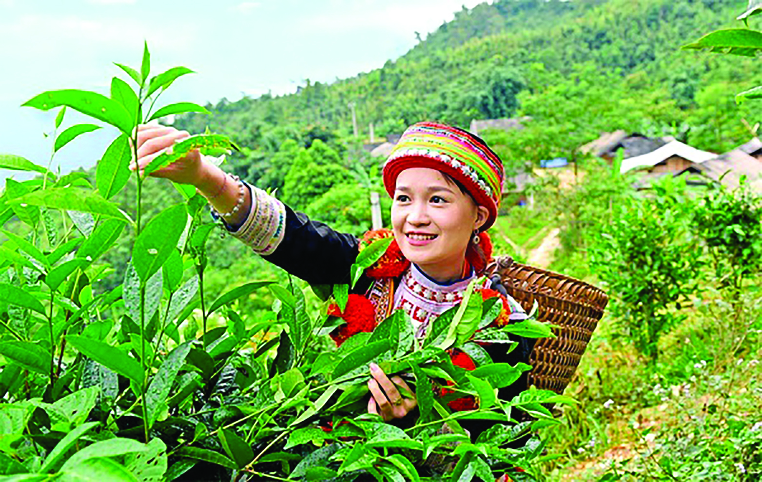  Người dân Na Hang thu hoạch chè Shan Tuyết.