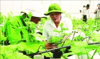 Bình Phước: Phát triển nông nghiệp công nghệ cao