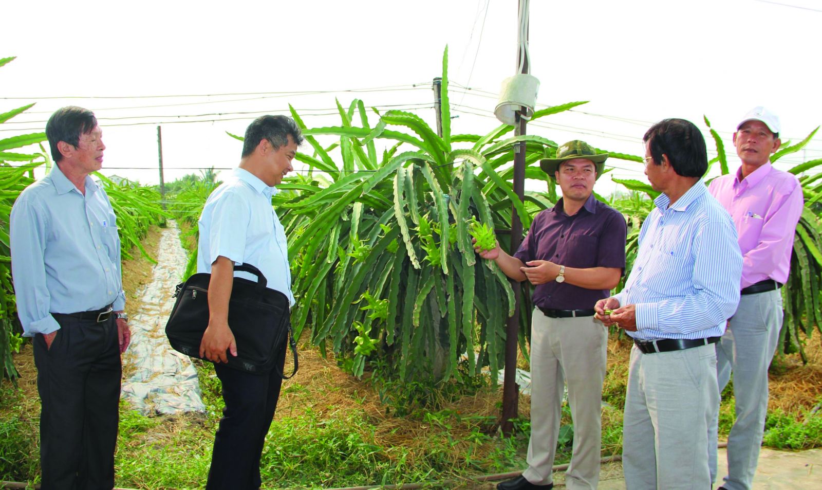  Cán bộ kỹ thuật hướng dẫn nông dân các quy trình trồng thanh long theo tiêu chuẩn GlobalGAP.