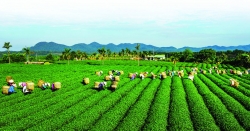 PGI: Động lực phát triển kinh tế xanh ở Lâm Đồng