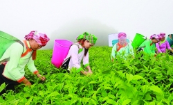 Chất xúc tác cho nông nghiệp Lào cai