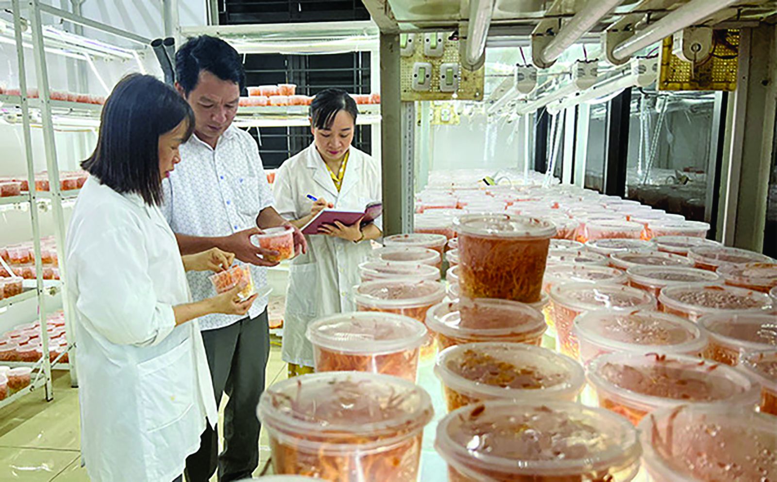  Lãnh đạo, cán bộ Trung tâm Ứng dụng kỹ thuật, thông tin KH&CN tỉnh Yên Bái kiểm tra tốc độ sinh trưởng của nấm đông trùng hạ thảo trong phòng lạnh