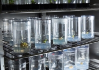 Công ty khởi nghiệp công nghệ sinh học tạo cây đột biến gen thanh lọc không khí trong nhà