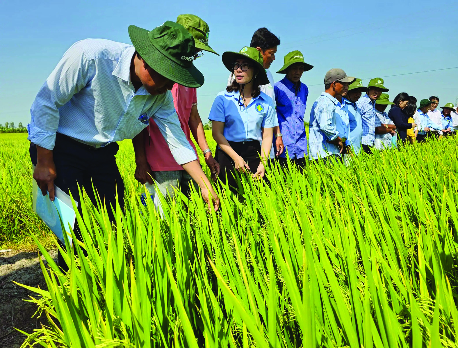  Lúa được trồng tại huyện Cờ Đỏ, TP Cần Thơ trong vụ đông xuân 2023-2024.
