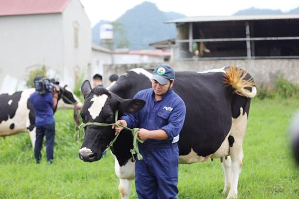 Trong giai đoạn 2018-2020, sữa Mộc Châu đặt mục tiêu tăng trưởng doanh thu 15-20% một năm, nâng quy mô đàn bò sữa lên 100.000 con.