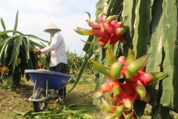 Thanh long - mặt hàng trái cây của Việt Nam được xuất khẩu chính ngạch sang thị trường Trung Quốc