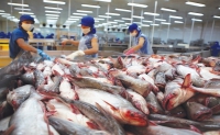 Xuất khẩu cá tra khởi sắc nhờ sức mua từ Trung Quốc