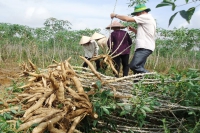 Mong giữ vùng nguyên liệu cây sắn “tỷ đô”