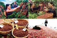 Cơ hội nào cho xuất khẩu cà phê Việt Nam?