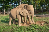 TIN NÓNG CHÍNH PHỦ: Điều chỉnh Đề án bảo tồn voi Việt Nam