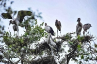 TIN NÓNG CHÍNH PHỦ: Cấp bách bảo tồn các loài chim hoang dã, di cư tại Việt Nam