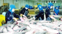 Cá da trơn Việt Nam sắp “rộng đường” vào Mỹ