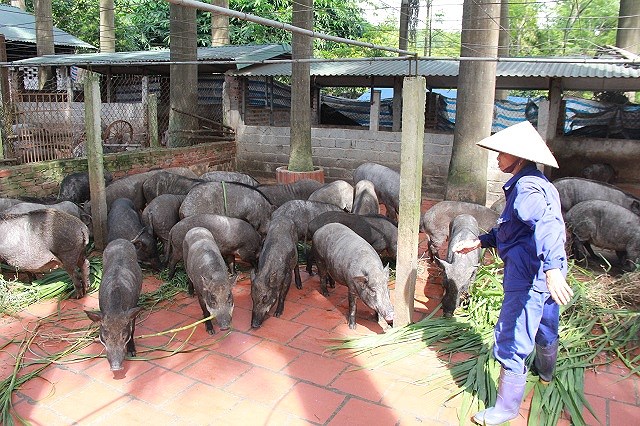 Danh mục thức ăn chăn nuôi theo tập quán được lưu hành tại Việt Nam