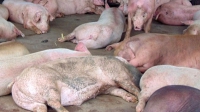 Thủ tướng ra Công điện về phòng chống dịch tả lợn châu Phi