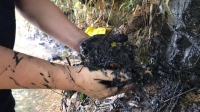 Vụ nước sạch sông Đà nhiễm dầu: Đang xác minh thông tin người thuê đổ dầu thải