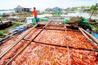 Gỡ vướng mắc phát sinh trong thực hiện chính sách phát triển thủy sản