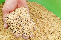 TIN NÓNG CHÍNH PHỦ: Xuất cấp hạt giống hỗ trợ 4 tỉnh bị thiệt hại do thiên tai