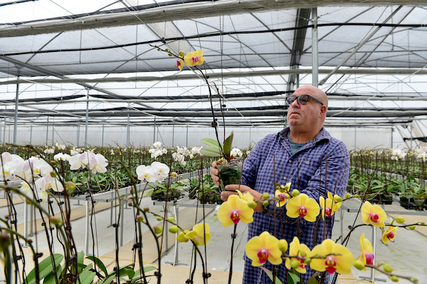 Ông David Eshel, Nhà nông học Israel, chuyên gia trang trại hoa lan Hoà Lộc