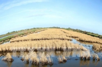 TIN NÓNG CHÍNH PHỦ: Điều chỉnh quy hoạch cấp nước vùng đồng bằng sông Cửu Long