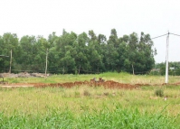 TIN NÓNG CHÍNH PHỦ: Chuyển mục đích sử dụng đất tại tỉnh Tiền Giang, Hậu Giang