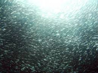 TIN NÓNG CHÍNH PHỦ: Bảo tồn và quản lý đàn cá lưỡng cư và di cư xa
