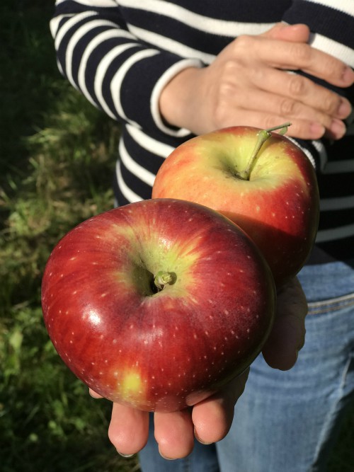 Những trái táo Juliet được trồng theo phương pháp sinh thái, không sử dụng thuốc bảo vệ thực vật, chất bảo quản trong trồng và bảo quản sau thu hoạch. Ảnh: H.T