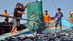 Vì sao ngành thủy sản có nhiều ngư dân nhưng sản xuất lại manh mún, tự phát?